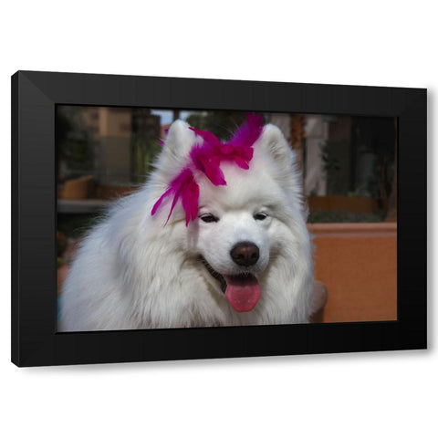 Samoyed in Palm Desert- California Black Modern Wood Framed Art Print by Muench, Zandria