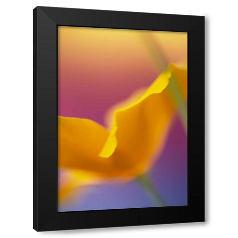 Abstract close-up of poppy flower Black Modern Wood Framed Art Print with Double Matting by Satushek, Steve