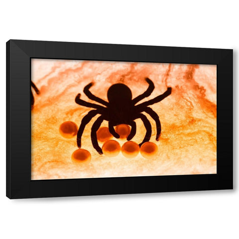 Spider on web Black Modern Wood Framed Art Print with Double Matting by Muench, Zandria