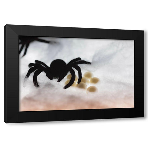 Spider on web Black Modern Wood Framed Art Print with Double Matting by Muench, Zandria