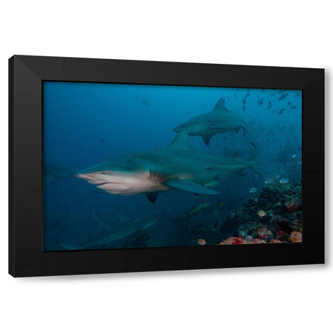 South Pacific-Fiji Bull sharks  Black Modern Wood Framed Art Print by Jaynes Gallery