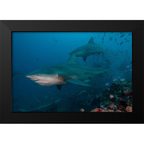South Pacific-Fiji Bull sharks  Black Modern Wood Framed Art Print by Jaynes Gallery