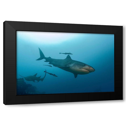 South Pacific-Fiji Tiger shark close-up  Black Modern Wood Framed Art Print by Jaynes Gallery