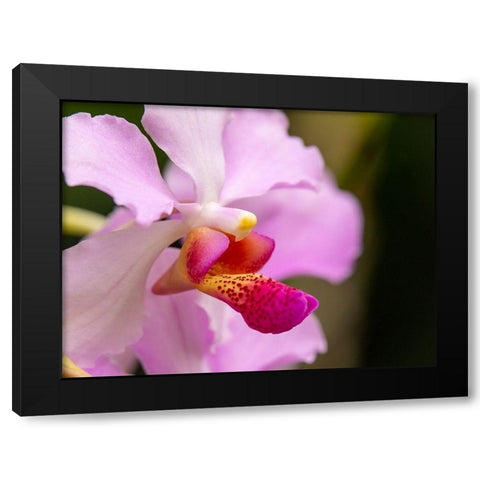 Fiji-Viti Levu Pink orchid close-up Black Modern Wood Framed Art Print by Merrill Images