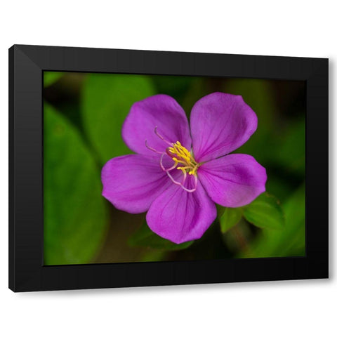 Fiji-Vanua Levu Purple flower with yellow stamens Black Modern Wood Framed Art Print with Double Matting by Merrill Images