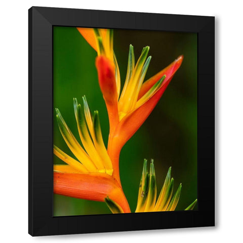 Fiji-Vanua Levu Close-up of Bird Of Paradise plant Black Modern Wood Framed Art Print by Merrill Images