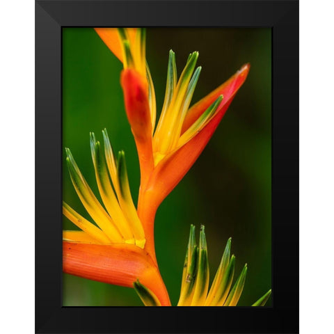 Fiji-Vanua Levu Close-up of Bird Of Paradise plant Black Modern Wood Framed Art Print by Merrill Images