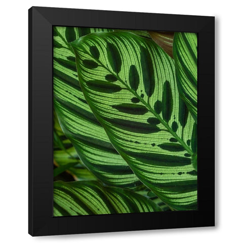 Fiji-Vanua Levu Back-lit green leaves showing veins Black Modern Wood Framed Art Print with Double Matting by Merrill Images