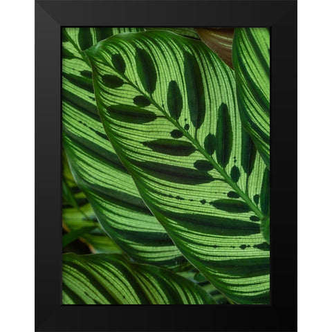 Fiji-Vanua Levu Back-lit green leaves showing veins Black Modern Wood Framed Art Print by Merrill Images