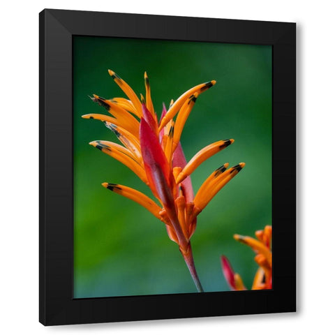 Fiji-Vanua Levu False Bird Of Paradise Flower (Heliconia psittacorum) Black Modern Wood Framed Art Print with Double Matting by Merrill Images