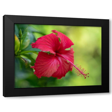 Fiji-Taveuni Island Close-up of Hibiscus flower Black Modern Wood Framed Art Print with Double Matting by Merrill Images