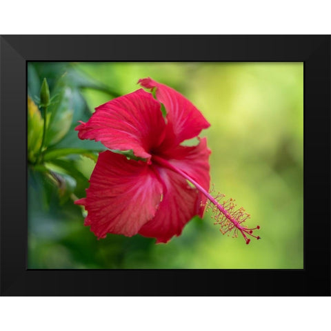 Fiji-Taveuni Island Close-up of Hibiscus flower Black Modern Wood Framed Art Print by Merrill Images