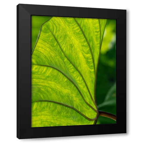 Fiji-Taveuni Island Back-lit close-up of a green leaf showing veins Black Modern Wood Framed Art Print with Double Matting by Merrill Images