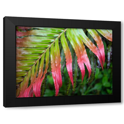 Fiji-Taveuni Island Close-up of a red-tipped Fern Black Modern Wood Framed Art Print with Double Matting by Merrill Images