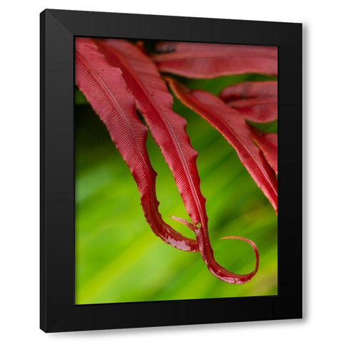 Fiji-Taveuni Island Close-up of a red-tipped Fern Black Modern Wood Framed Art Print by Merrill Images