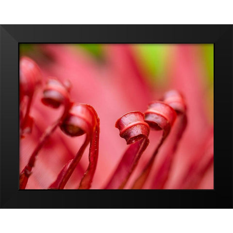 Fiji-Taveuni Island Close-up of a red-tipped Fern Black Modern Wood Framed Art Print by Merrill Images