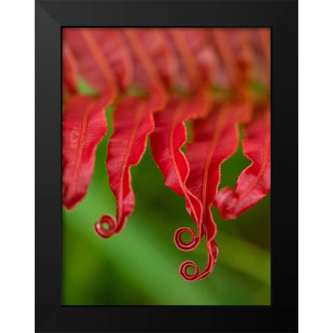 Fiji-Taveuni Island Close-up of a red-tipped Fern Black Modern Wood Framed Art Print by Merrill Images