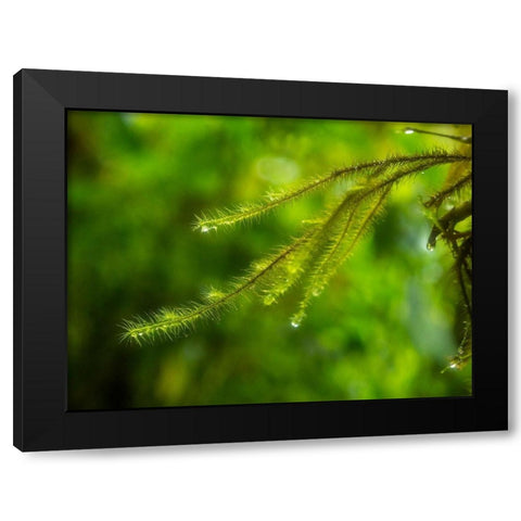 Fiji-Taveuni Island Close-up of a small fern with water drops Black Modern Wood Framed Art Print by Merrill Images