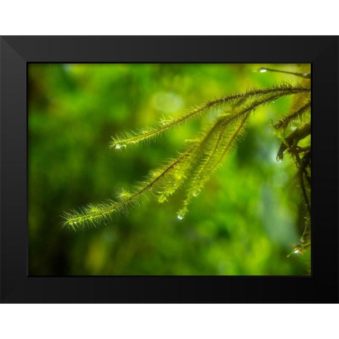 Fiji-Taveuni Island Close-up of a small fern with water drops Black Modern Wood Framed Art Print by Merrill Images
