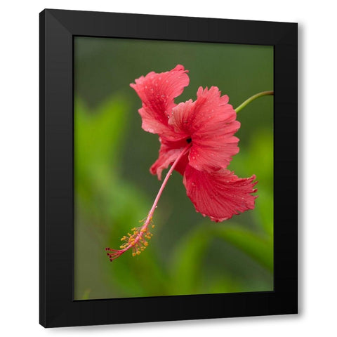 Fiji-Taveuni Island Close-up of hibiscus flower Black Modern Wood Framed Art Print with Double Matting by Merrill Images