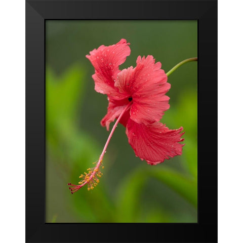 Fiji-Taveuni Island Close-up of hibiscus flower Black Modern Wood Framed Art Print by Merrill Images