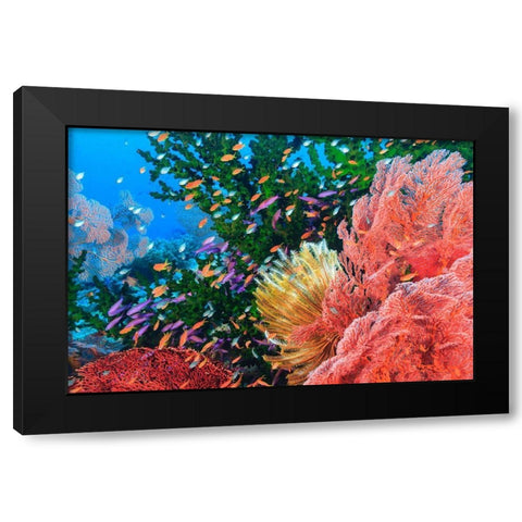 Purple Fairy and Orange Anthias Basslets (Pseudanthias sp)-Viti Levu-Fiji-South Pacific Black Modern Wood Framed Art Print with Double Matting by Westmorland, Stuart