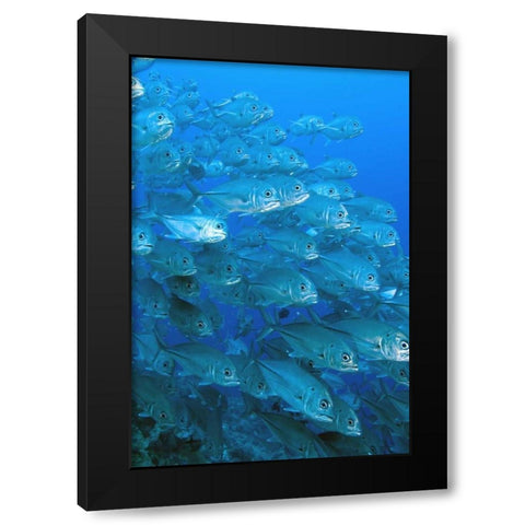 Solomon Islands, Meri Island Giant trevally fish Black Modern Wood Framed Art Print by Shimlock, Jones