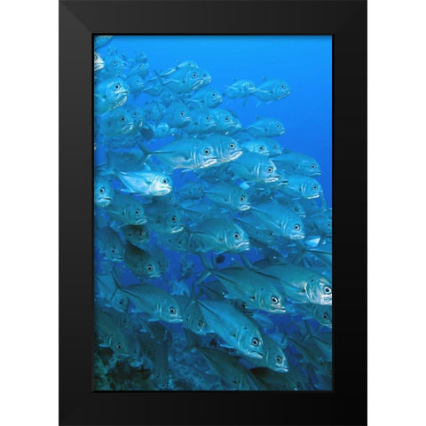 Solomon Islands, Meri Island Giant trevally fish Black Modern Wood Framed Art Print by Shimlock, Jones