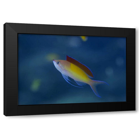 Solomon Islands A displaying male redfin anthias Black Modern Wood Framed Art Print with Double Matting by Shimlock, Jones