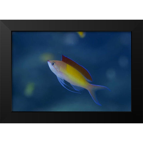 Solomon Islands A displaying male redfin anthias Black Modern Wood Framed Art Print by Shimlock, Jones