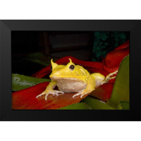 Solomon Islands Solomon Island leaf frog Black Modern Wood Framed Art Print by Zuckerman, Jim