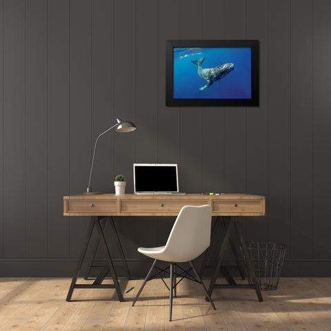 South Pacific-Tonga Humpback calf close-up  Black Modern Wood Framed Art Print by Jaynes Gallery