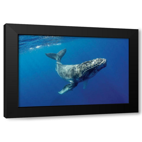 South Pacific-Tonga Humpback calf close-up  Black Modern Wood Framed Art Print by Jaynes Gallery