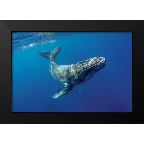 South Pacific-Tonga Humpback calf close-up  Black Modern Wood Framed Art Print by Jaynes Gallery