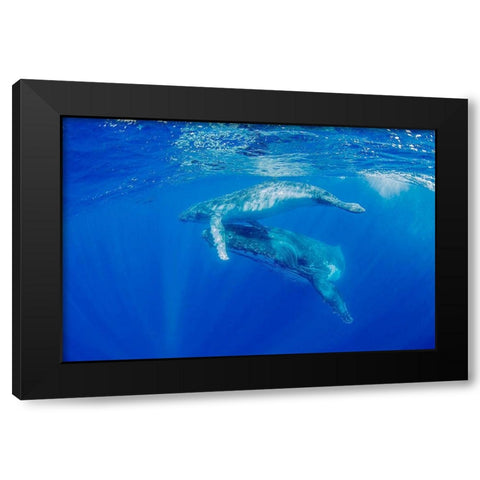 South Pacific-Tonga Humpback whale mother and calf close-up  Black Modern Wood Framed Art Print by Jaynes Gallery