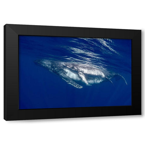 South Pacific-Tonga Humpback whale mother and calf close-up  Black Modern Wood Framed Art Print by Jaynes Gallery