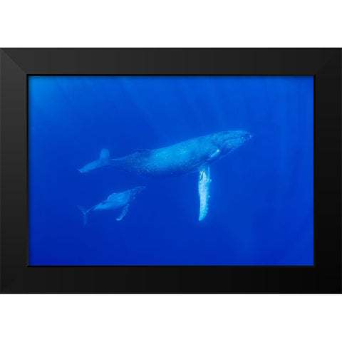 South Pacific-Tonga Humpback whale mother and calf close-up  Black Modern Wood Framed Art Print by Jaynes Gallery