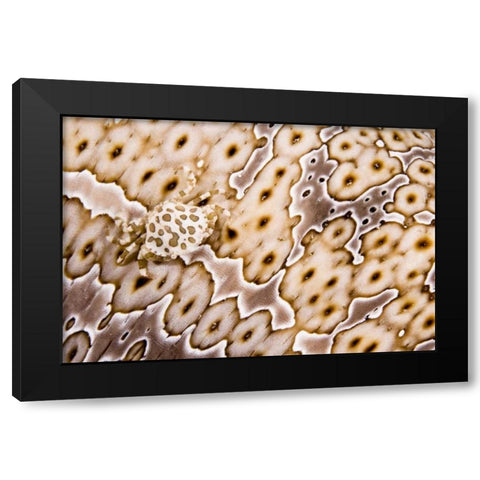 Papua New Guinea, Crab on a sea cucumber Black Modern Wood Framed Art Print by Shimlock, Jones