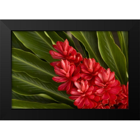 French Polynesia Tropical native flowers Black Modern Wood Framed Art Print by Kaveney, Wendy