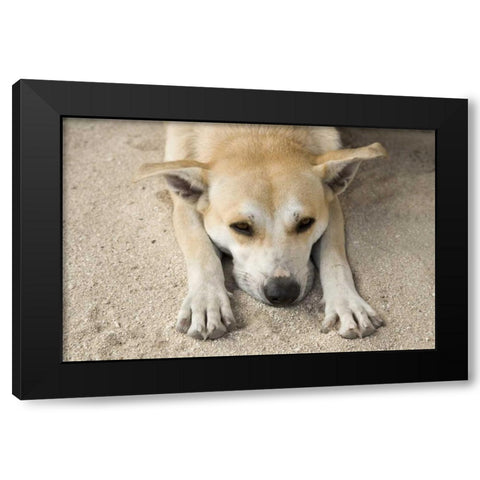 French Polynesia, Bora Bora A stray dog rests Black Modern Wood Framed Art Print with Double Matting by Kaveney, Wendy