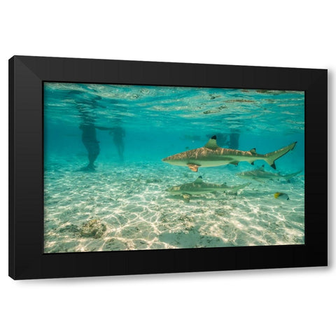 French Polynesia- Bora Bora. Black-tip reef sharks near tourists. Black Modern Wood Framed Art Print with Double Matting by Jaynes Gallery