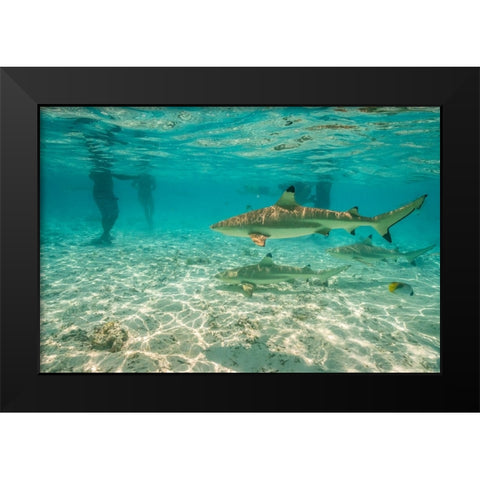 French Polynesia- Bora Bora. Black-tip reef sharks near tourists. Black Modern Wood Framed Art Print by Jaynes Gallery