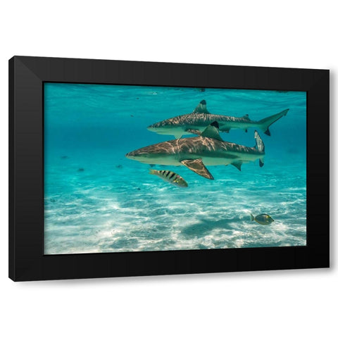 French Polynesia- Moorea. Black-tipped reef sharks. Black Modern Wood Framed Art Print with Double Matting by Jaynes Gallery