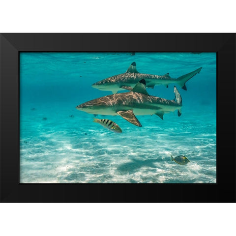 French Polynesia- Moorea. Black-tipped reef sharks. Black Modern Wood Framed Art Print by Jaynes Gallery