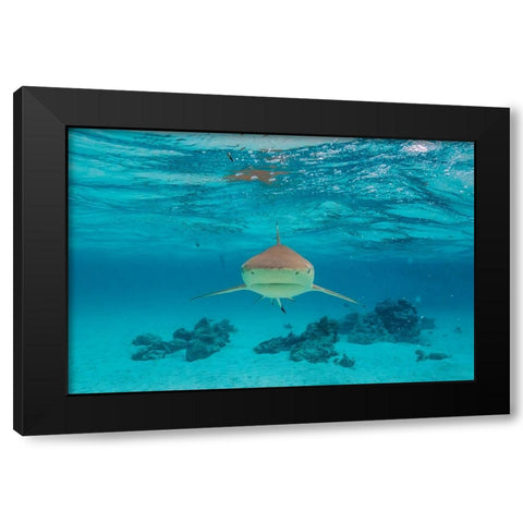 French Polynesia- Moorea. Front view of black-tipped reef shark. Black Modern Wood Framed Art Print by Jaynes Gallery
