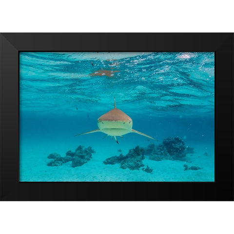 French Polynesia- Moorea. Front view of black-tipped reef shark. Black Modern Wood Framed Art Print by Jaynes Gallery