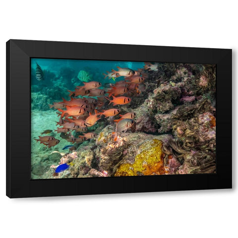 French Polynesia- Moorea. School of soldierfish and coral. Black Modern Wood Framed Art Print with Double Matting by Jaynes Gallery