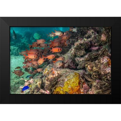 French Polynesia- Moorea. School of soldierfish and coral. Black Modern Wood Framed Art Print by Jaynes Gallery