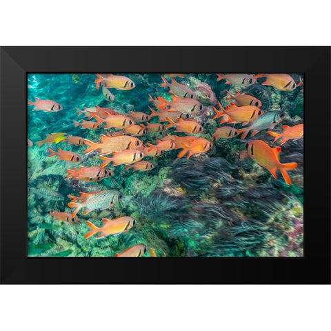 French Polynesia- Moorea. School of soldierfish and coral. Black Modern Wood Framed Art Print by Jaynes Gallery