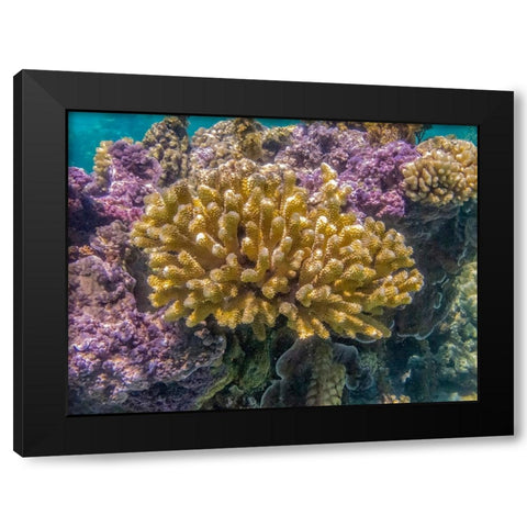 French Polynesia- Bora Bora. Close-up of coral garden. Black Modern Wood Framed Art Print with Double Matting by Jaynes Gallery